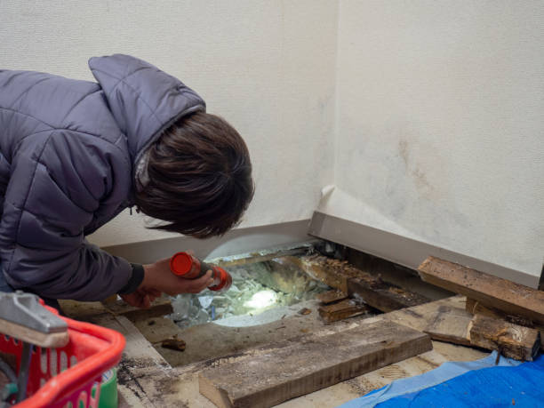 Dehumidification Services in East Alton, IL