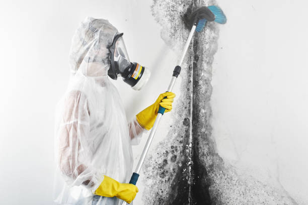 Best Emergency Mold Remediation  in East Alton, IL