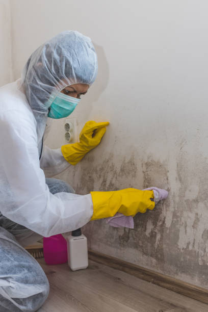 Best Mold Damage Restoration  in East Alton, IL