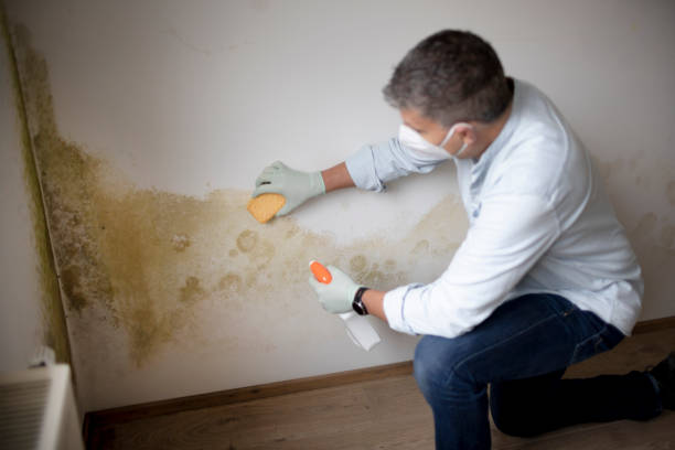Best Water Damage & Mold Remediation  in East Alton, IL
