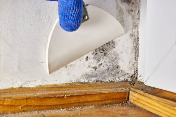 Best Forensic Mold Investigation  in East Alton, IL